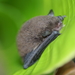 Whiskered Myotis - Photo (c) Auzan Sukaton, some rights reserved (CC BY-NC), uploaded by Auzan Sukaton