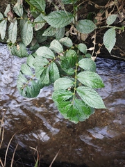 Elatostema stewardii