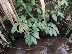 Elatostema stewardii