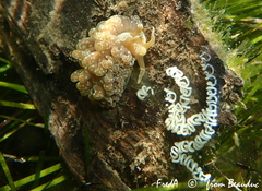 Spurilla neapolitana