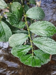 Elatostema stewardii