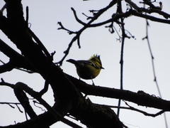 Machlolophus xanthogenys