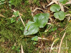 Cypripedium debile