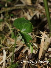 Cypripedium debile