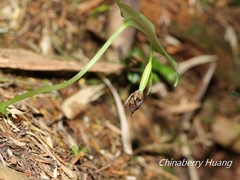 Cypripedium debile