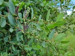 Tapinanthus