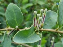 Tapinanthus