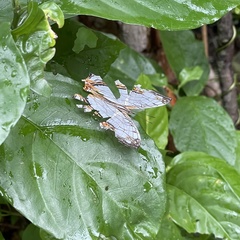 Cyrestis thyodamas mabella