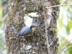 Sitta himalayensis