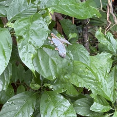 Cyrestis thyodamas mabella