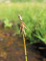 Carex microglochin