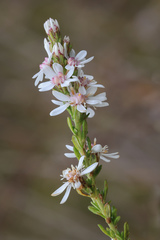 Olearia ericoides