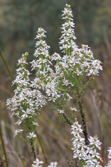 Olearia ericoides