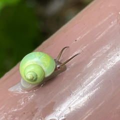 Leptopoma perlucidum