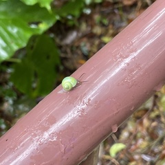 Leptopoma perlucidum