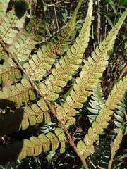 Dryopteris championii