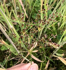 Juncus acutiflorus