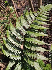 Dryopteris championii