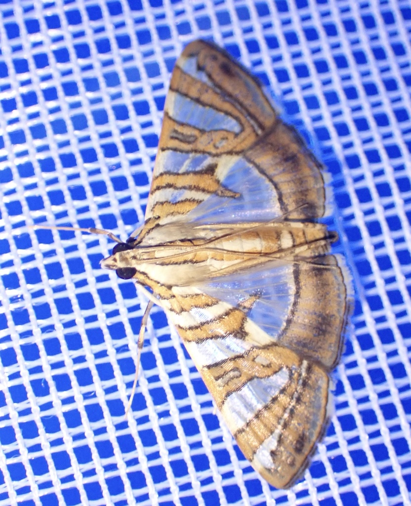 Glyphodes chrysialis