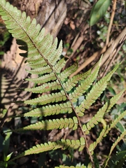 Dryopteris championii