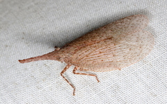 Rentinus dilatatus