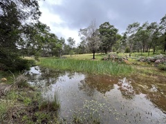 Eleocharis sphacelata