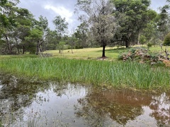 Eleocharis sphacelata