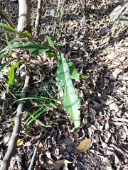 Alpinia japonica