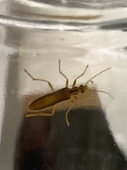 Thelyphassa lineata