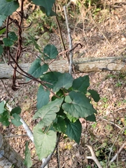 Reynoutria multiflora