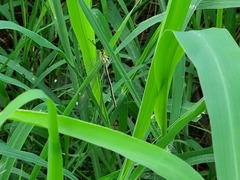 Banyutus lethalis