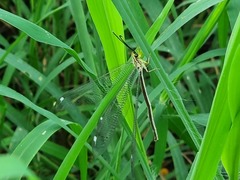 Banyutus lethalis