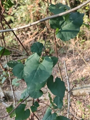 Reynoutria multiflora