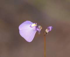 Utricularia grampiana