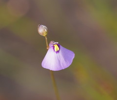 Utricularia grampiana