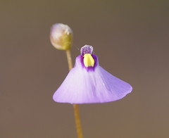 Utricularia grampiana