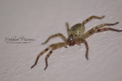 Eusparassus