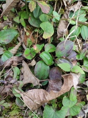 Melastoma dodecandrum