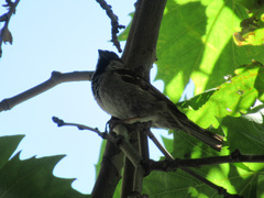 Passer domesticus
