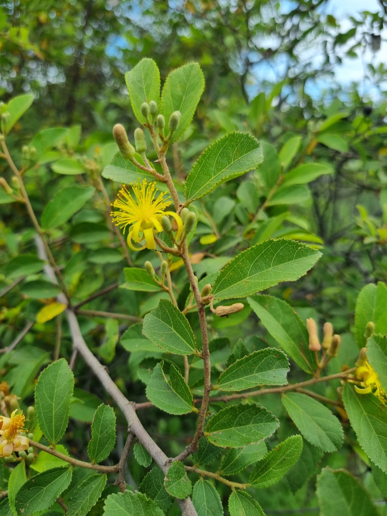 Grewia flavescens