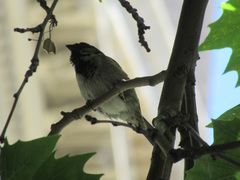 Passer domesticus