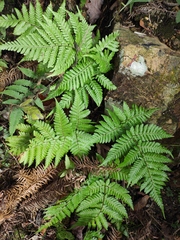 Ctenitis subglandulosa