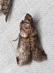 Conobathra hemichlaena