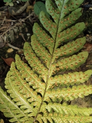 Ctenitis subglandulosa