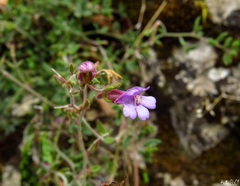Chaenorhinum origanifolium