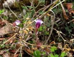Chaenorhinum origanifolium