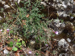 Chaenorhinum origanifolium