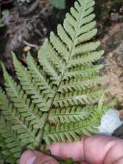 Ctenitis subglandulosa