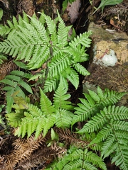 Ctenitis subglandulosa