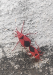 Probergrothius sanguinolens